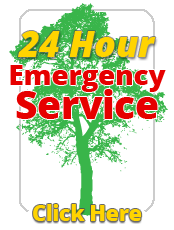 24 hour emergency tree removal button