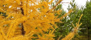 Dying pine tree with chlorosis