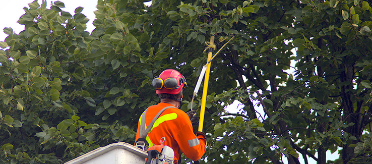 effective pruning methods in action