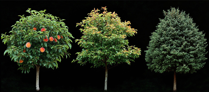 fruit tree, evergreen, hardwood types of tree suitable for summer pruning