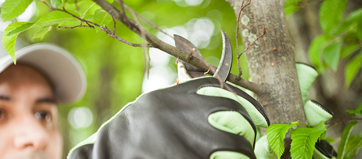 light trimming techniques for effective summer tree pruning