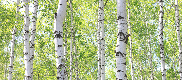 How to Save a Dying Birch Tree: Treatment & Prevention