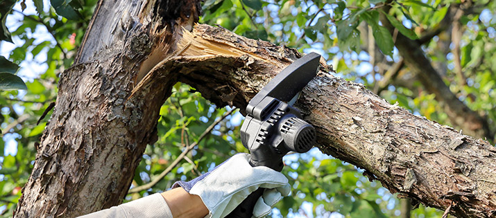 sign it's time to prune damaged tree branch