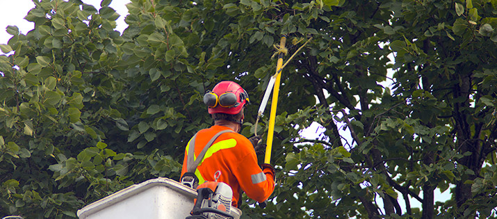 summer tree pruning by tree service Atlanta