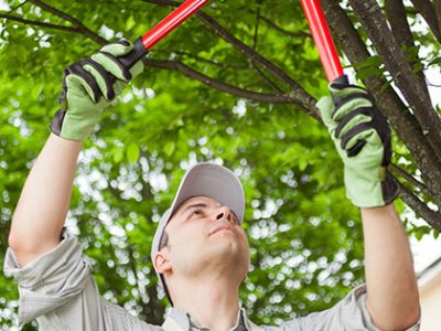 tree pruning in summer