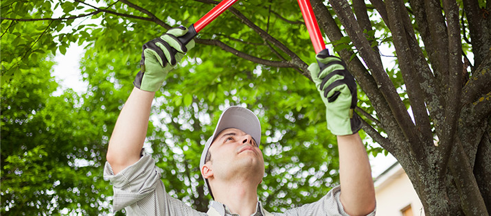 tree pruning in summer