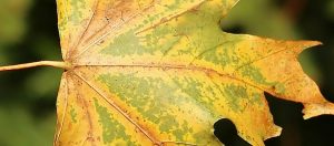 Leaf Spot Disease Identification and Treatment